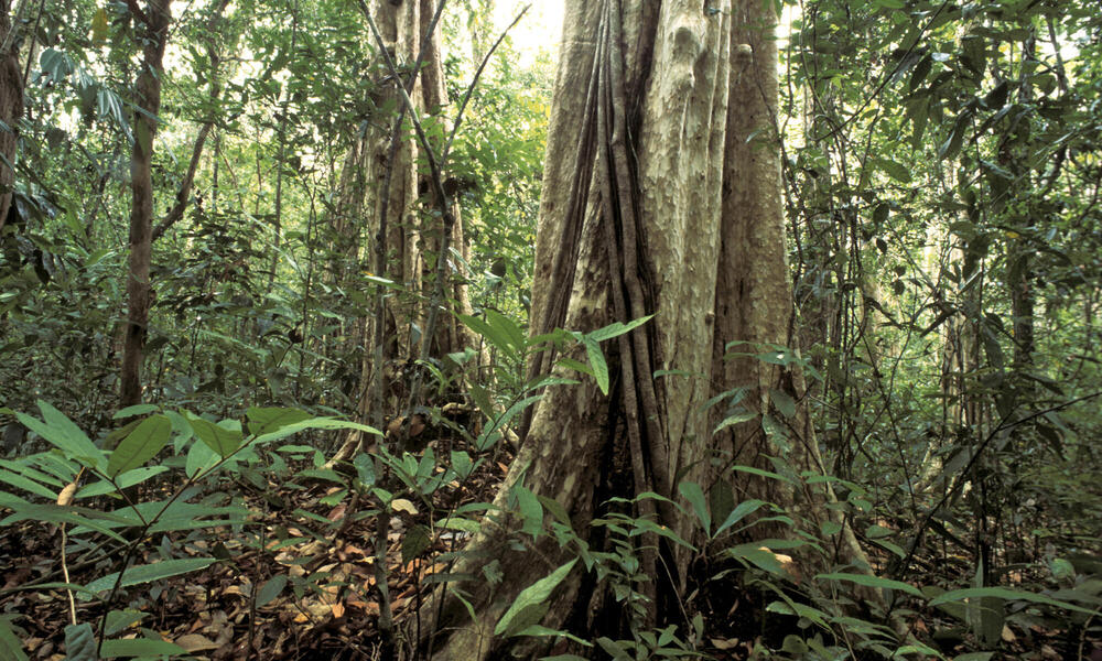 カティエン国立公園がIUCNのグリーンリストに登録
