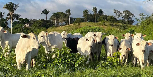 Cattle standing in green pasture