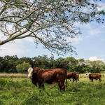 cattle grazing in a field