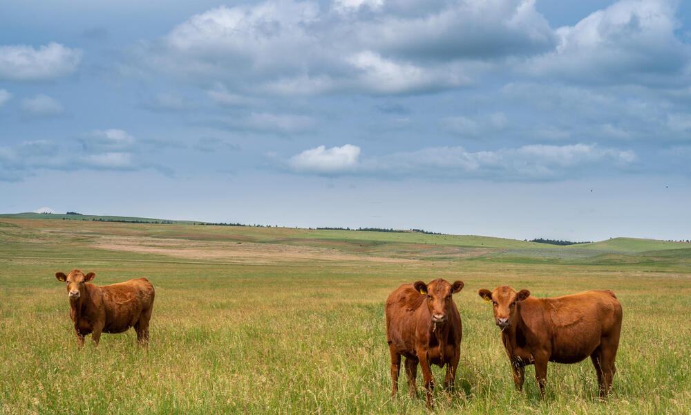 Brown cattle in a grassland field