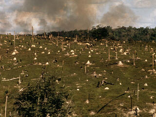 Cattle Ranching and Forest Burning in the Amazon
