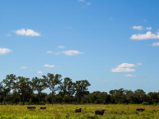 Cattle at Medias Leguas ranch in Castelli, Chaco region, northern Argentina