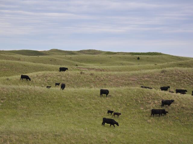 Cattle roaming on a rancher's open field of the Northern Great Plains.