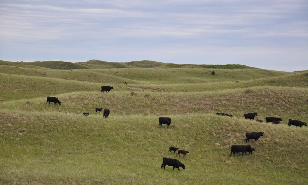 Cattle roaming on a rancher's open field of the Northern Great Plains.