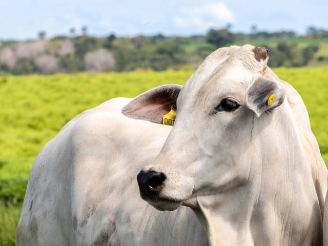 A white cow with a yellow ear tag