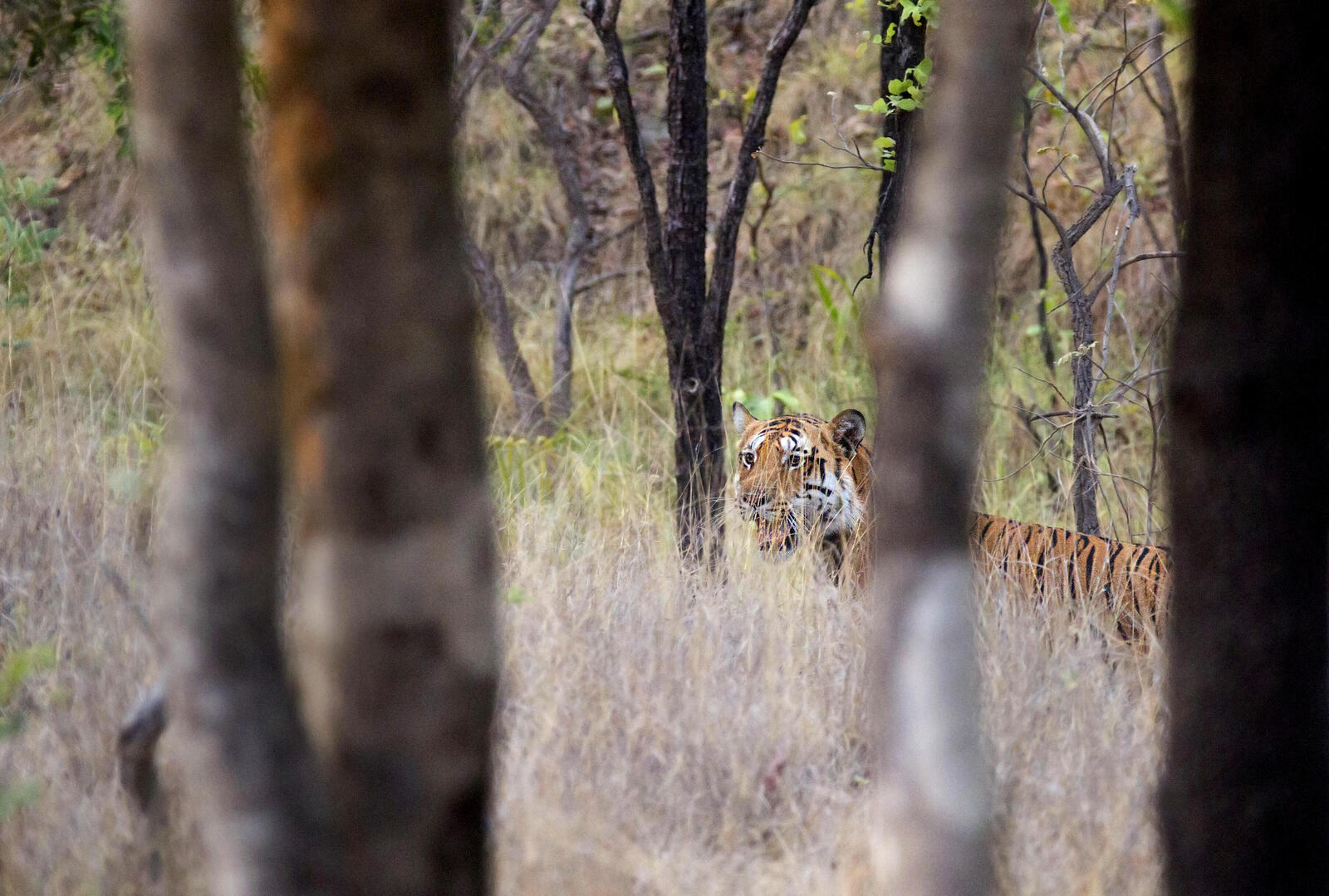 Male tiger eyes a herd of cattle.