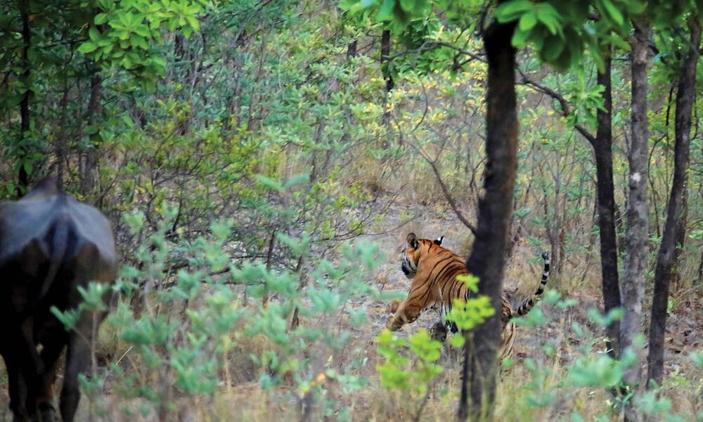 Male tiger moves closer to herd of cattle.