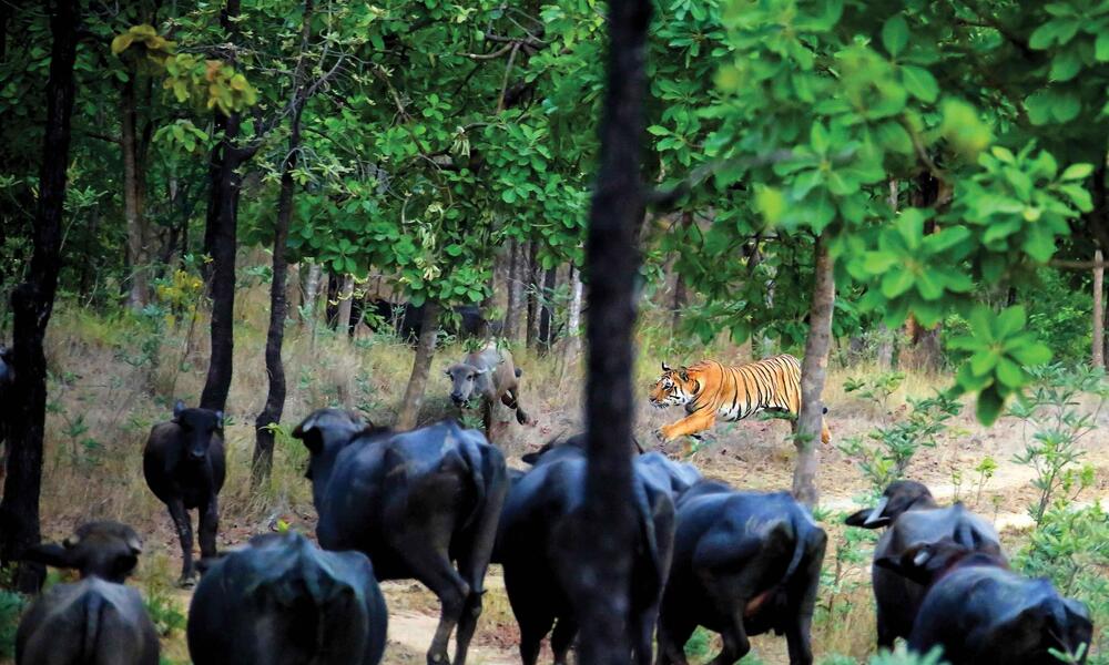 Male tiger runs after a herd of cattle, targeting a calf. 