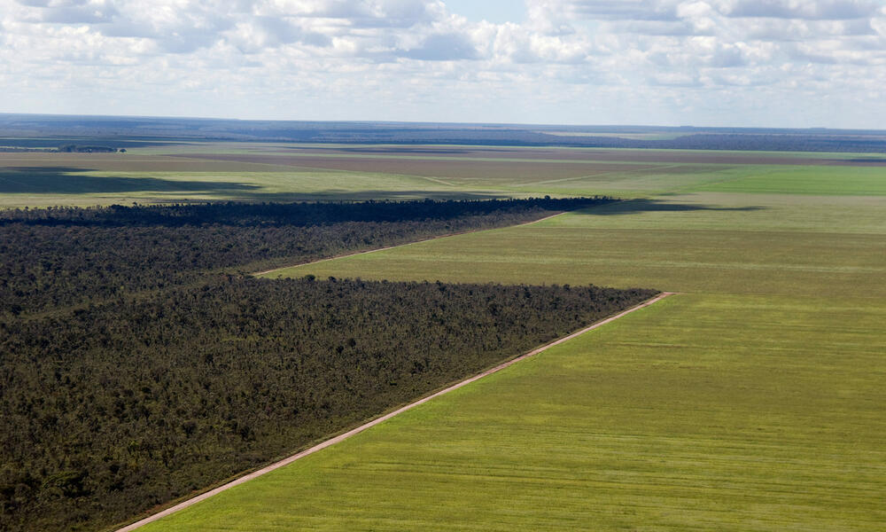 The cerrado vegetation of Brazil