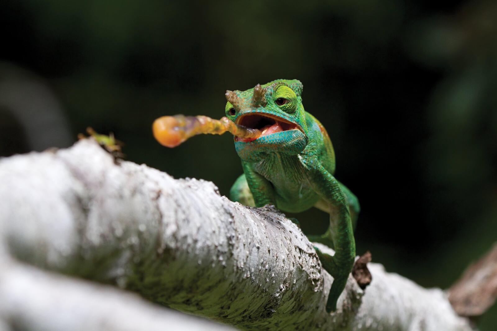 chameleon tongue