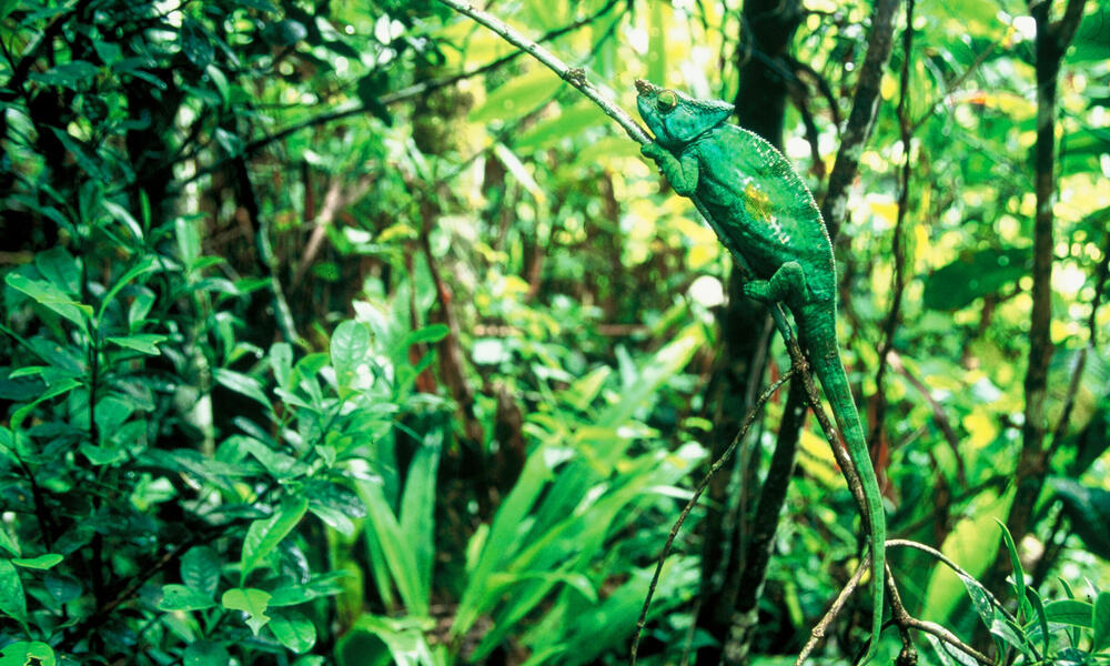 green forest with animals