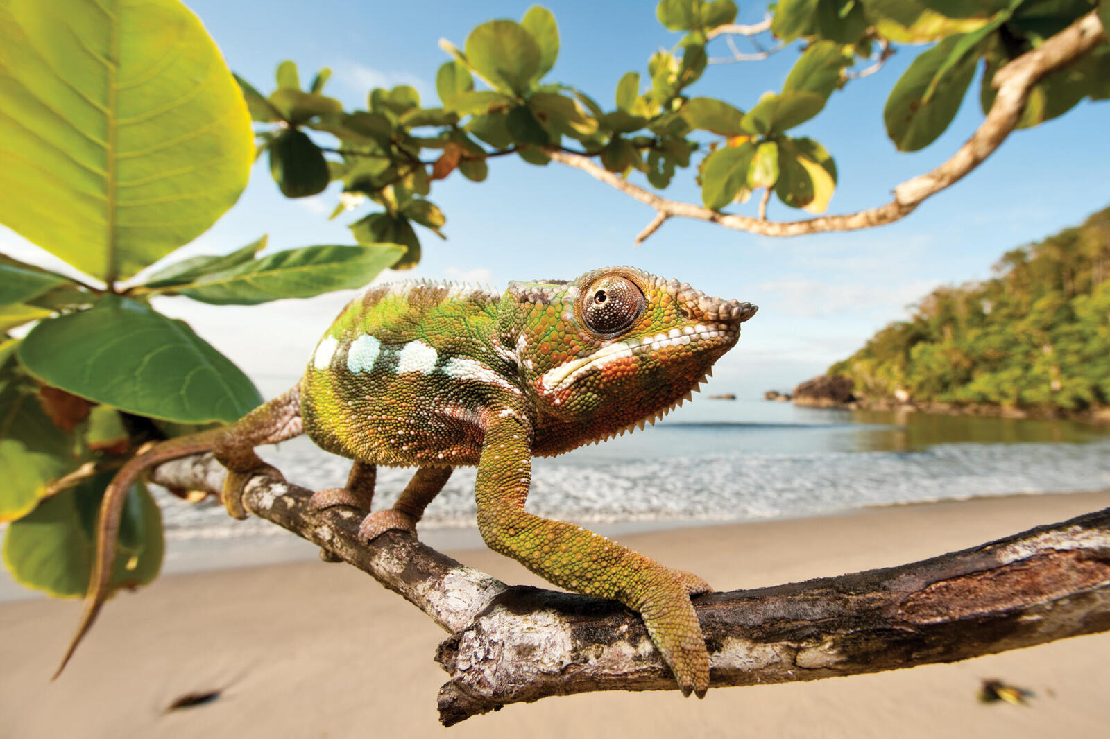 Scientists find Madagascar chameleon last seen 100 years ago