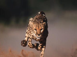 cheetah running