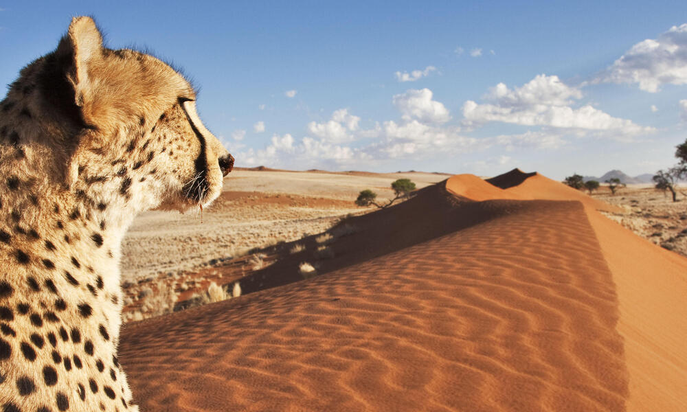 cheetah overlooking namibia