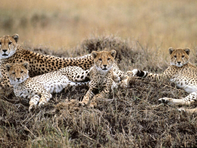Four cheetahs resting in the grass