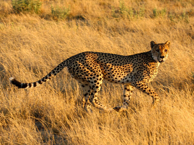 A cheetah moves through golden grass while looking at camera
