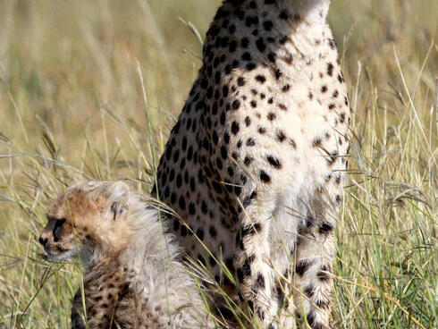 Cheetah mother with cubs