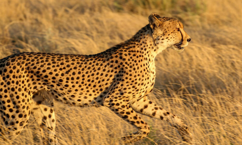 A cheetah, standing in tall, golden grasses of the Kalahari, prepares to run.