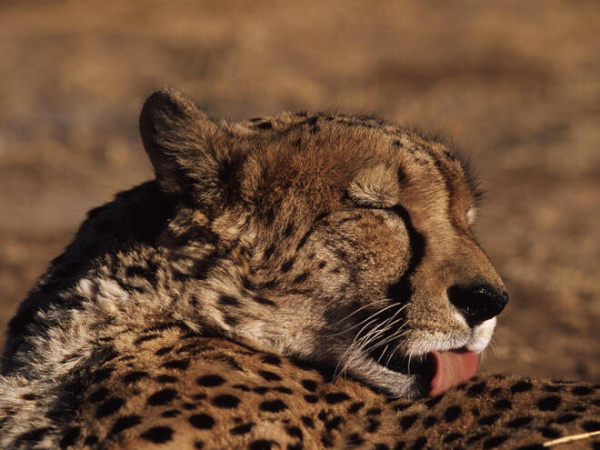 A closeup of a cheetah's head, licking its own fur