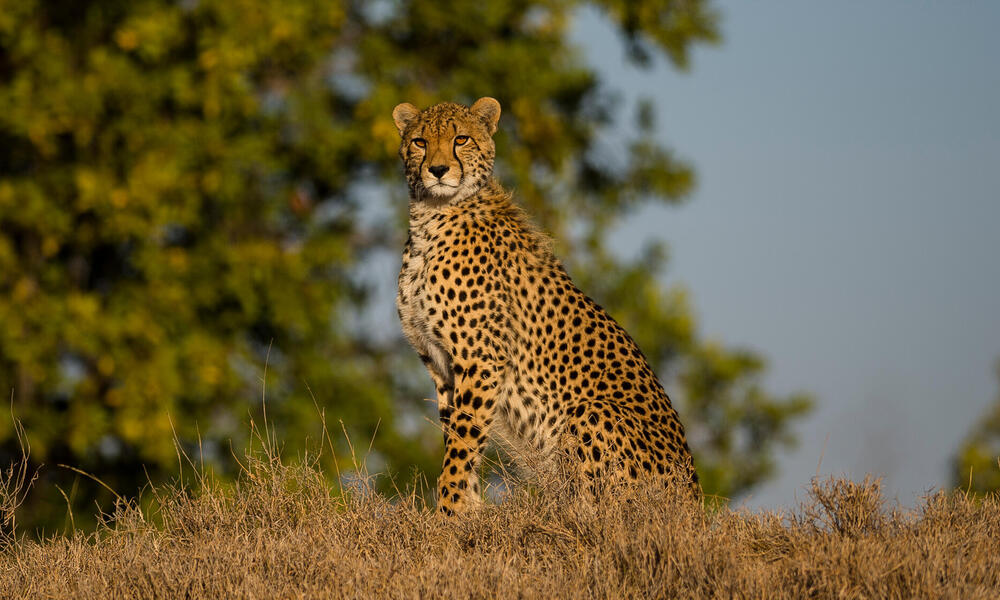 A cheetah sits looking at camera