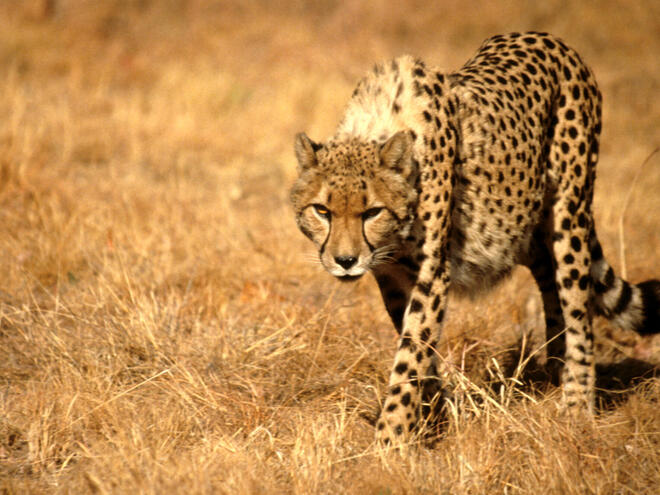 A cheetah appearing to stalk toward camera