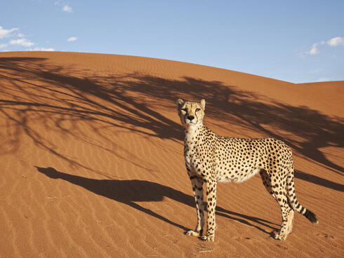 Cheetah with desert landscape in back ground in Namibia.