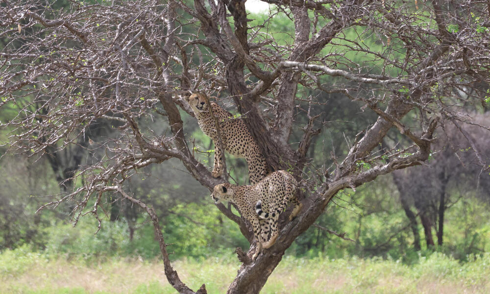 Two cheetahs up in a leafless tree