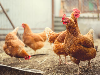Brown chickens walk around and peck at the ground on a farm