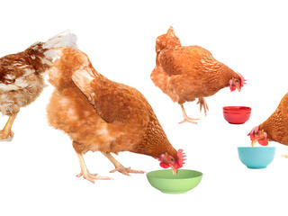 Chickens eating from bowls and plates