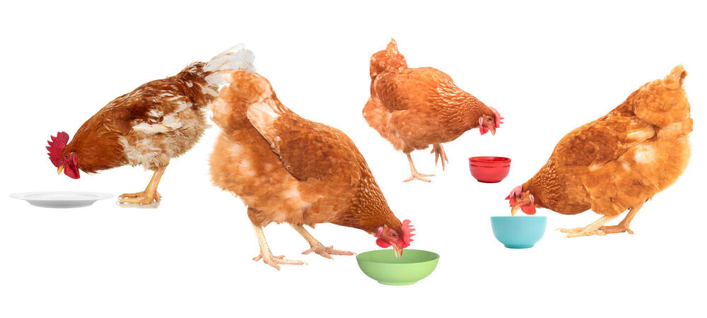 Chickens eating from bowls and plates