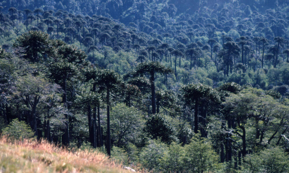 Monkey puzzle tree forest (Araucaria araucana) in the Andes. 9th Region (Araucanía Region), Chile