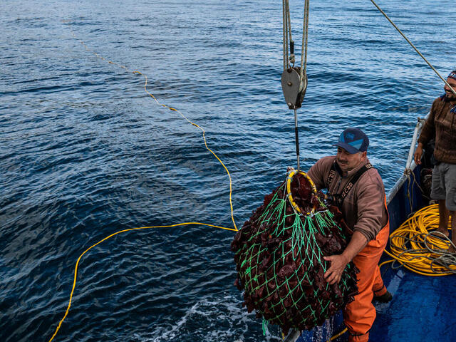 Hauling out seaweed onto boat