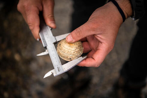 Calipers measuring a clam