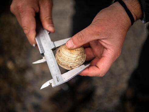Calipers measuring a clam