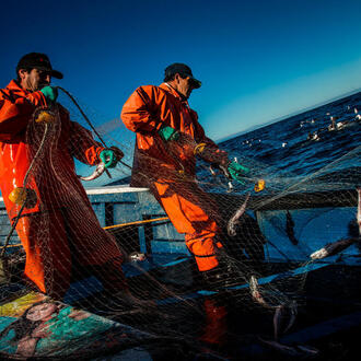 Fishers haul up nets of fish