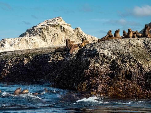 Seals resting on rocks on shore