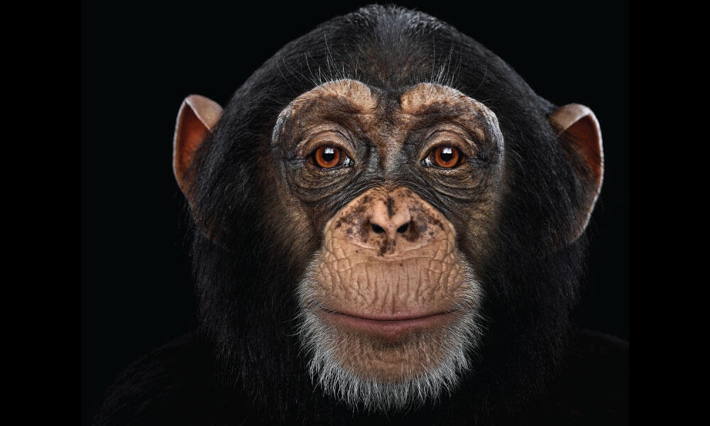 Chimpanzee #5 by Brad Wilson