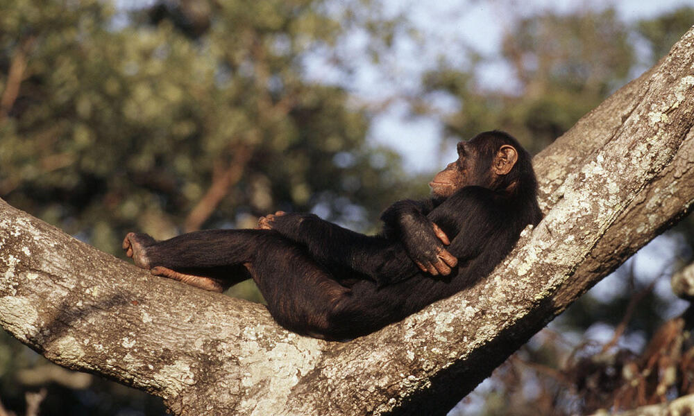 Pan troglodytes Chimpanzee A male resting in the winter sun on a tree Chimfunshi Chimpanzee Orphanage, Zambia