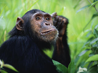 12-year-old male Chimpanzee