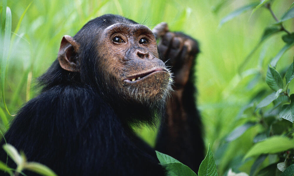 12-year-old male Chimpanzee