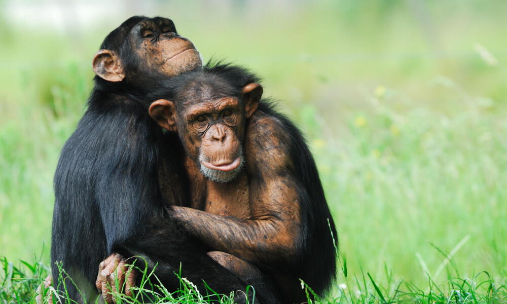 chimpanzees hugging