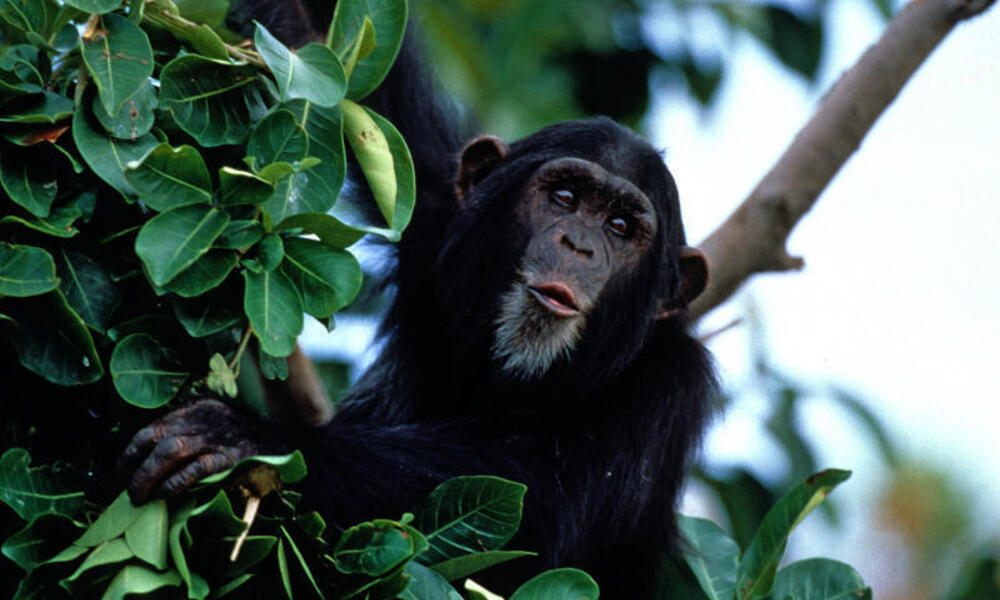 Chimpanzees Species WWF