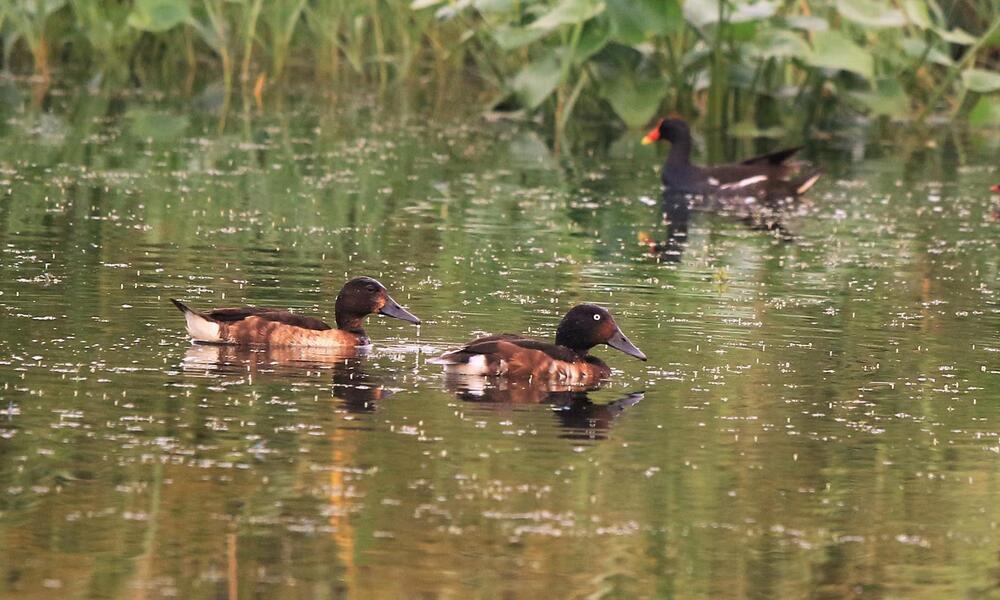 Two brown ducks swim along dark waters