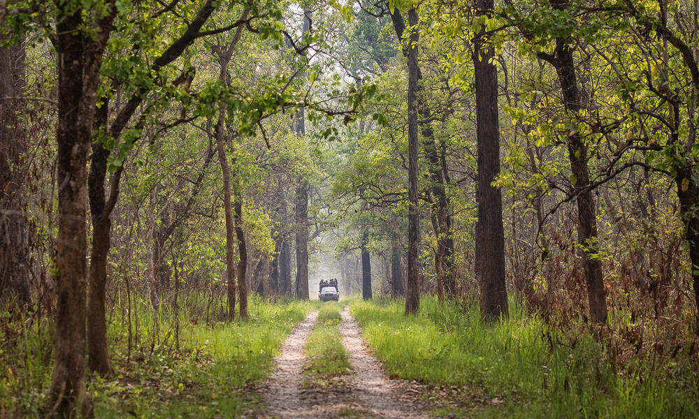 Park trail surrounded by trees