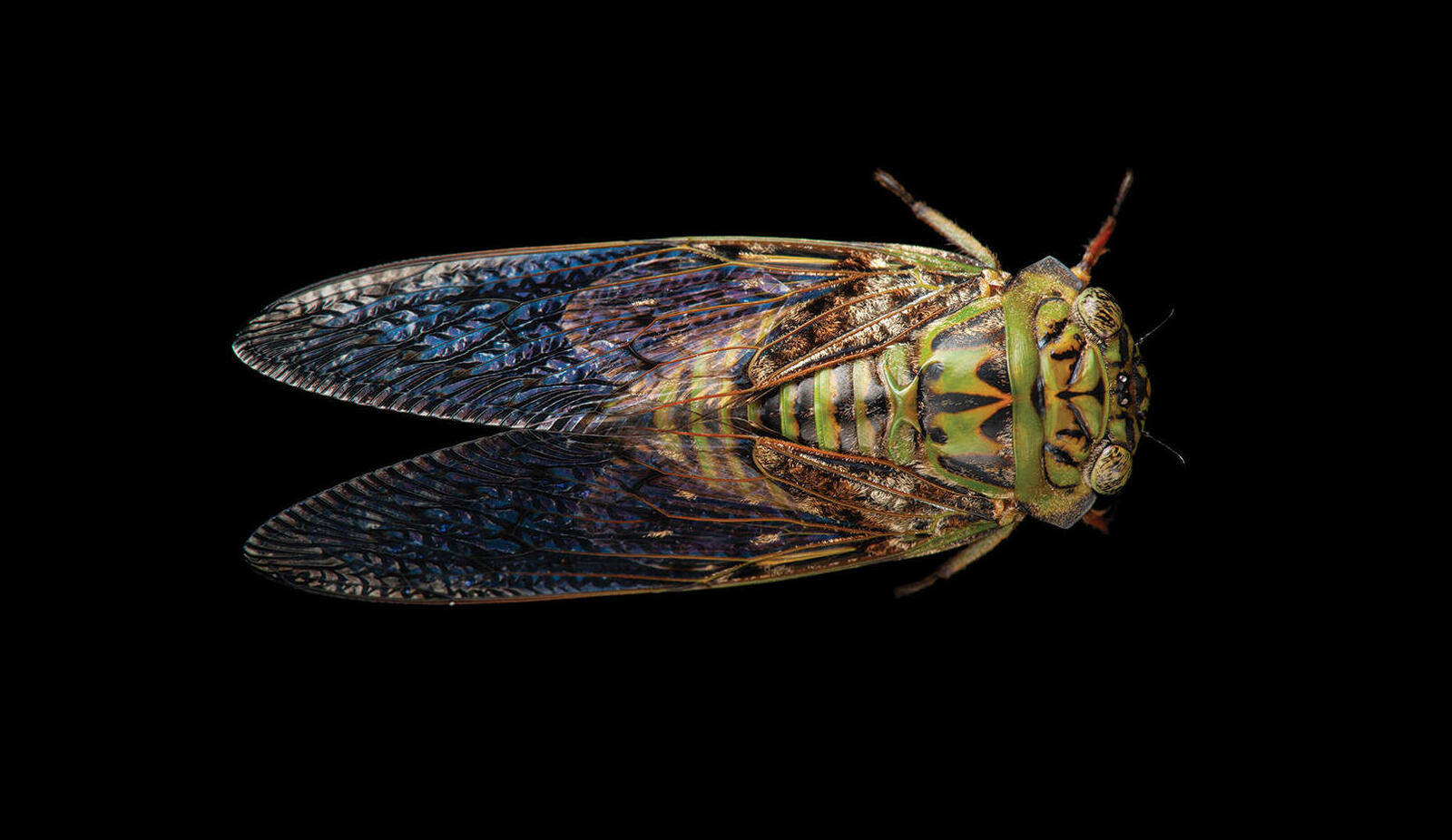 A wild cicada from Equatorial Guinea