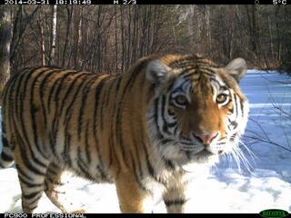Cinderella tiger Russia