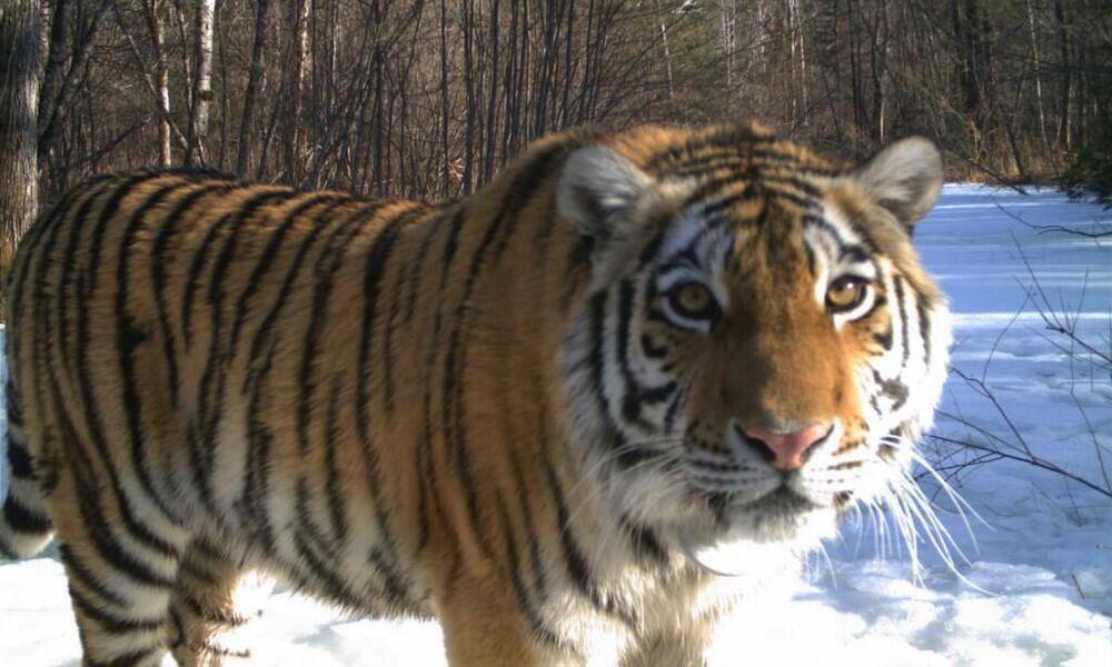 Cinderella tiger Russia