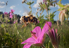 Clay Bolt bee image