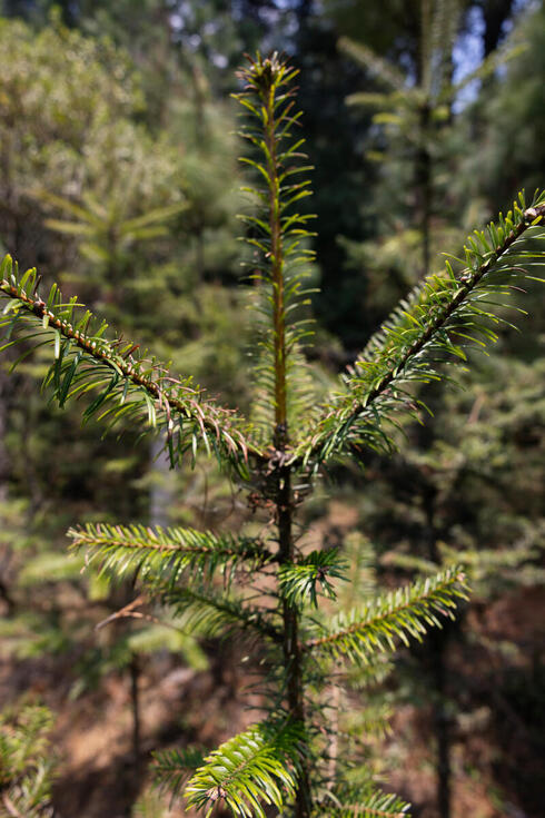 A close up of a small conifer tree planted in the forest