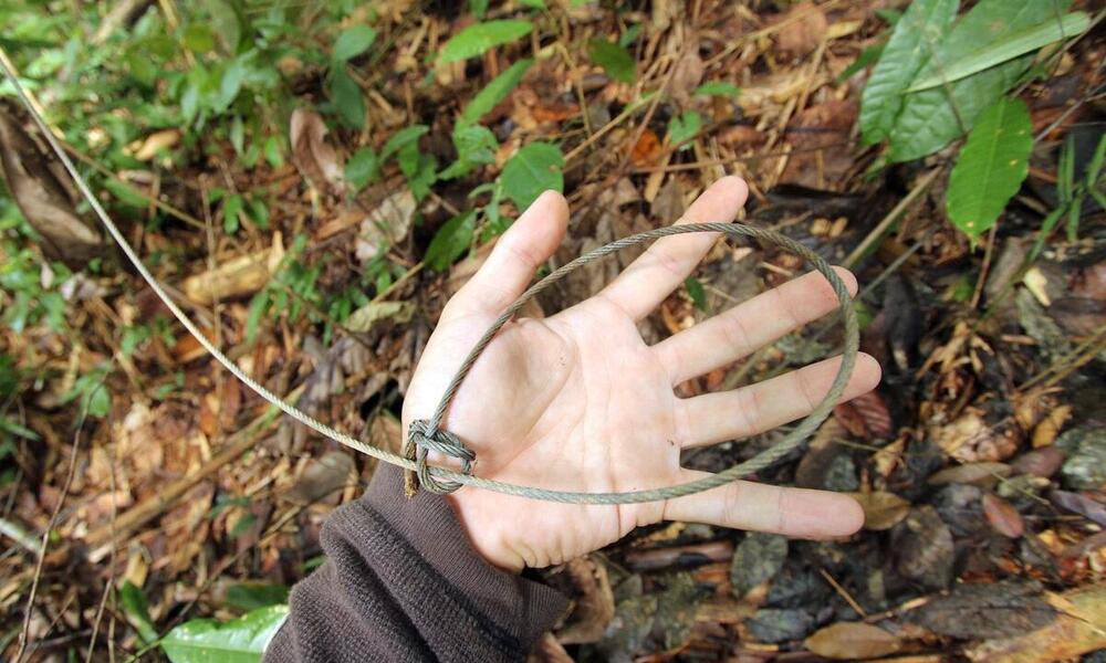 A close-up image of a looped snare against the palm of a ranger's hand in a Malaysian forest